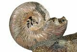 Iridescent, Pyritized Ammonite (Quenstedticeras) Fossil Display #344263-1